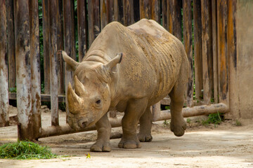 Obraz premium A white rhinoceros calmly walks on the sand in a national park