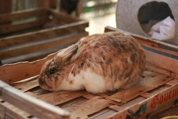 Un lapin mignon tâcheté qui se couche 