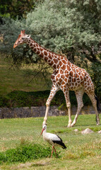 Obraz premium A tall, spotted giraffe walks through the national park with other animals.
