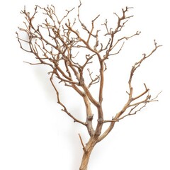 Fototapeta premium Natural brown wooden tree branch isolated on forest background.