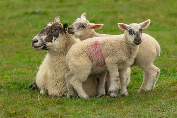Mother sheep or Ewe with her two cute young lambs snuggling up to her warm fleece in a cold early Springtime, facing front in green meadow.  on a Scottish croft.  UK. Horizontal.  Copy space © Moorland Roamer
