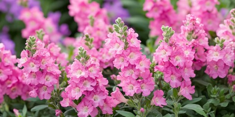 Blooming Angelonia Angelface Perfectly Pink adds vibrant color to any garden. The summer snapdragon features delicate pink blossoms, making it a perfect choice for garden enthusiasts.