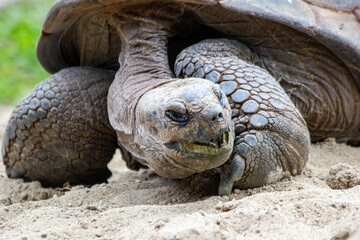 Large African tortoise lying on the sand close-up in the Czech Republic national park