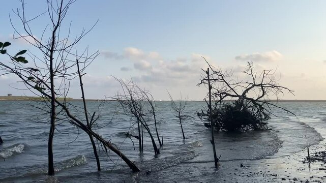 River water in an estuary with many mangrove trees to prevent coastal abrasion