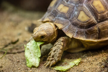 Large African tortoise lying on the sand and eating a green leaf close-up in a national park