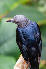 A gray-headed bird with a black body and wings sits on a branch. Close-up.