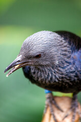 A gray-headed bird with a black body and wings sits on a branch. Close-up.