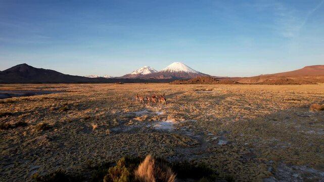Aerial Drone Footage Captures Lauca National Park In Chile On A Sunny Winter Day. Llamas Roam A Dry Grass Field Near The Majestic Parinacota Volcano, Showcasing Stunning Landscapes And Vibrant Nature.