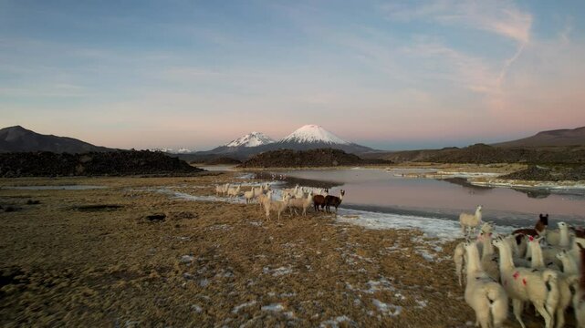 Aerial Drone Footage Captures Majestic Llamas In Lauca National Park, Chile During Autumn Sunset. The Camera Glides Low, Revealing Llamas Near A Lake With Flamingos Taking Flight.