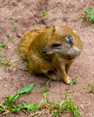 A yellow mongoose stands on its hind legs in the sand and looks out for prey.