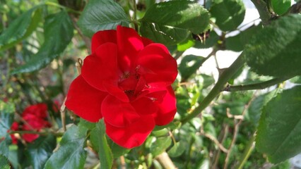 Close-Up of a Vibrant Red Rose Bloom Surrounded by Green Leaves in Natural Light