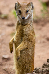 Fototapeta premium A yellow mongoose stands on its hind legs in the sand and looks out for prey.