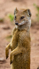 A yellow mongoose stands on its hind legs in the sand and looks out for prey.