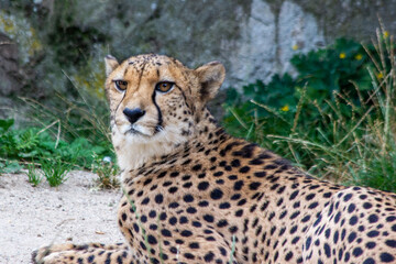 A cheetah lies, resting on the sand, against a background of green bushes and stones