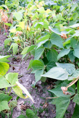 A healthy bunch of green beans is growing in the rich dirt of a garden