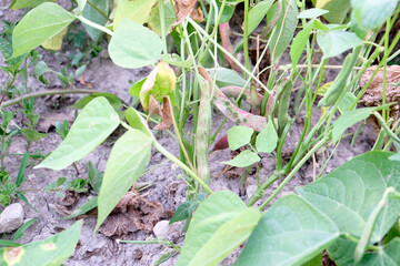 There is a plant with vibrant green leaves that is actively growing in the dirt