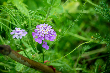 flowers in the garden