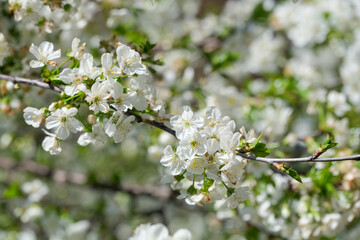 Closeup of a tree branch with white flowers and green leaves