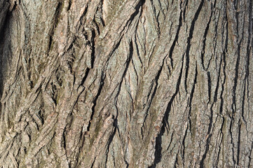 Rough texture of tree bark in sunlight with copy space