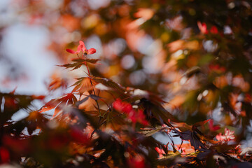 Blooming Red Maple Tree with Unique Flowers