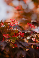 Blooming Red Maple Tree with Unique Flowers