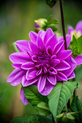 pink dahlia flower
