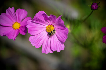 Bumblebee on cosmos flower