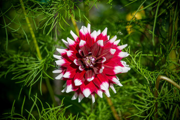 red dahlia flower