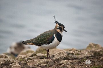 Lapwing on the edge of a lake.