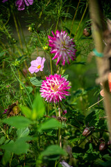 pink and yellow dahlia flowers