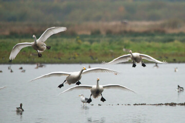 Mute Swans coming into land on a lake. 