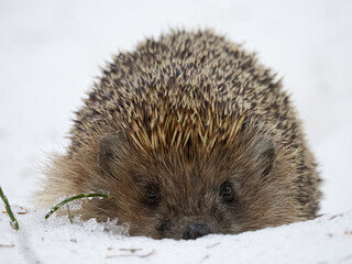 hedgehog in the snow