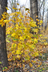 Maple tar spot disease on maple tree in autumn.  Black spots on yellow maple tree leaves.