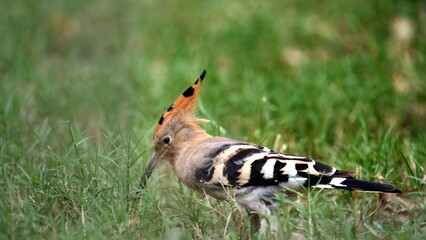 Close-up of a Eurasian Hoopoe (Upupa epops) peeking through vibrant green grass. The bird&rsquo;s iconic orange crest and curved beak are beautifully detailed, highlighting its unique features 