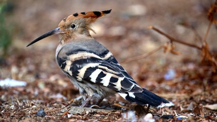 Close-up of a Eurasian Hoopoe (Upupa epops) peeking through vibrant green grass. The bird’s iconic orange crest and curved beak are beautifully detailed, highlighting its unique features  © Ben