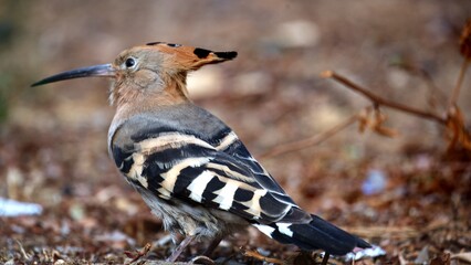 Close-up of a Eurasian Hoopoe (Upupa epops) peeking through vibrant green grass. The bird’s iconic orange crest and curved beak are beautifully detailed, highlighting its unique features  © Ben