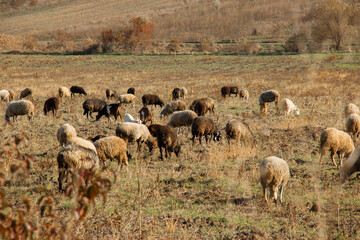 Sheeps grazing peacefully in a rural field during autumn near a serene landscape