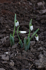 Snowdrops bloom through dark soil in early spring showcasing nature's renewal and beauty