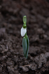 Snowdrop  through dark soil in early spring showcasing nature's renewal and beauty