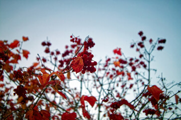 Red viburnum bush in autumn in the garden