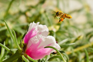 Sun Flowers and Bee