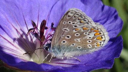 The common blue butterfly (Polyommatus icarus), male feeding on a purple geranium flower © Distracted_by_Bugs