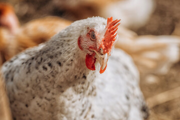 Chickens on a farm with red comb. Chicken eco farm, free range chickens and care of poultry, raising chickens on a poultry farm