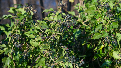 A bush that is covered with numerous leaves and many berries on it