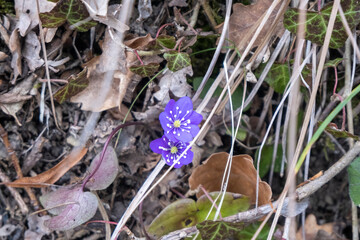A small purple flower with a yellow center is surrounded by leaves