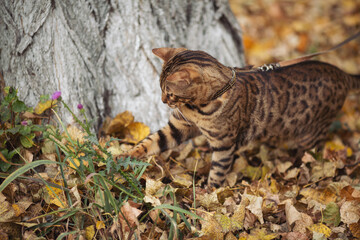 A bengal cat exploring the autumn forest. Beautiful Cat walks through the fallen yellow leaves. 