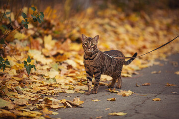 A bengal cat exploring the autumn forest. Beautiful Cat walks through the fallen yellow leaves. 