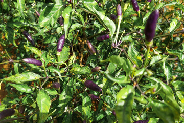 Purple chilies on the tree ready to be harvested
