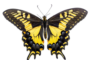 Fototapeta premium Detailed Giant Swallowtail Butterfly in Natural Pose Isolated on Transparent Background