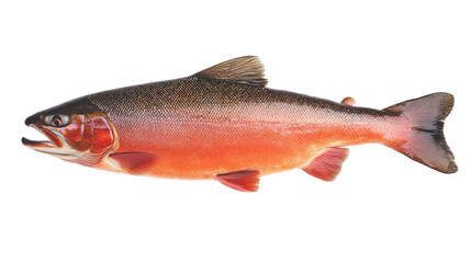 Obraz premium Freshwater fish with vibrant colors and detailed scales, showcasing its natural beauty and aquatic features